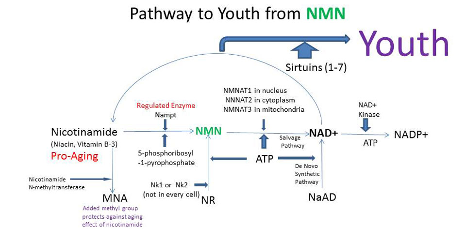 Ppathways To Youth From NMN