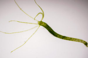 Hydra is a genus of small, fresh-water animals of the phylum Cnidaria and class Hydrozoa.