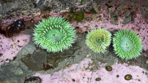 Giant Green Anemone (Anthopleura xanthogrammica)