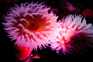 Pink anemone