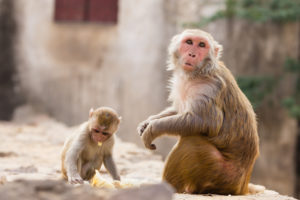Mother and baby Monkey