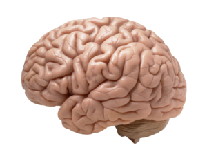 human brain on white background