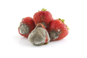 Mold Strawberry