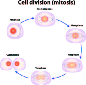 Cell division mitosis