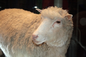 Dolly the cloned sheep