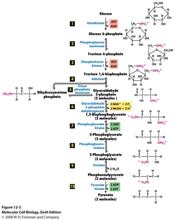 Diagram of Glycolysis