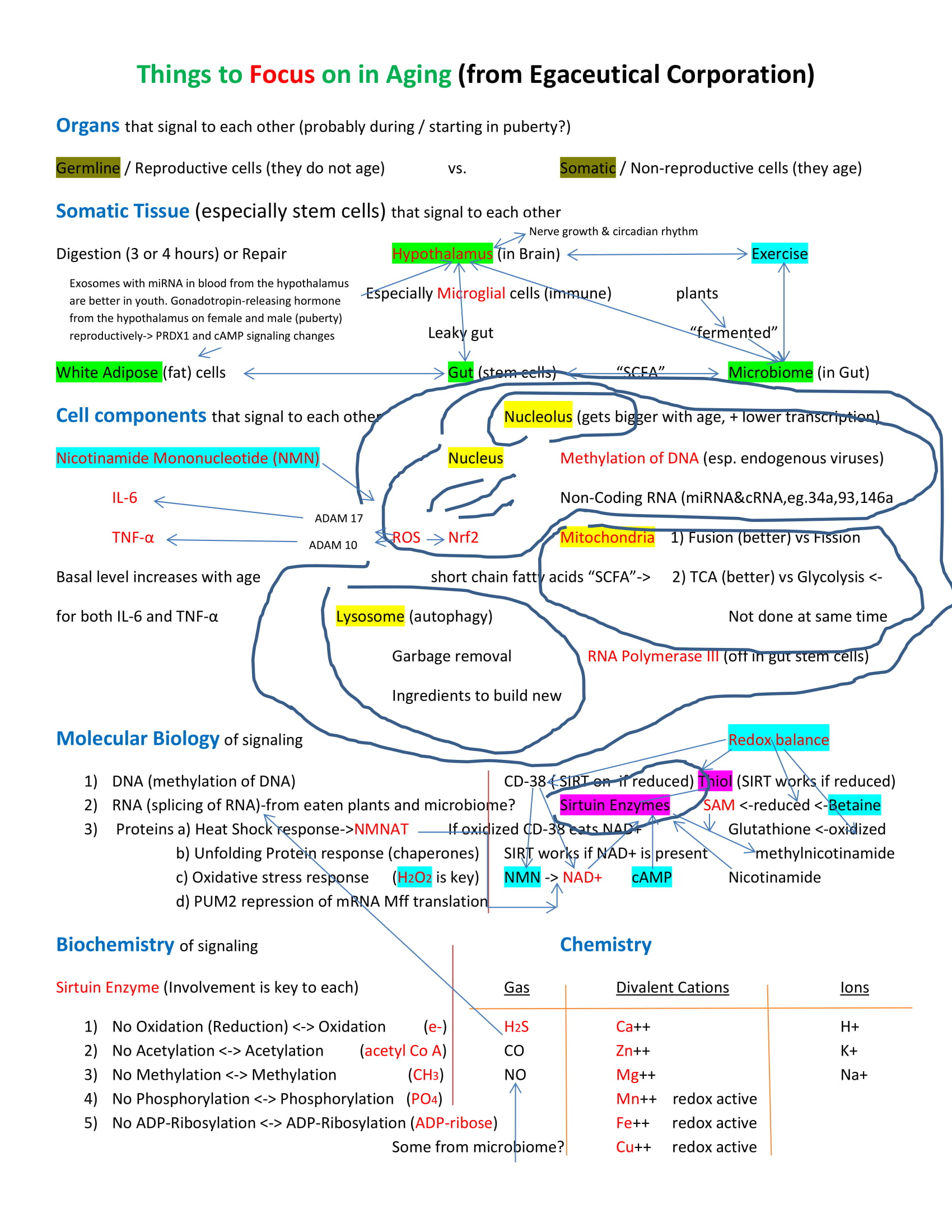 PDF about Things to Focus on in Aging